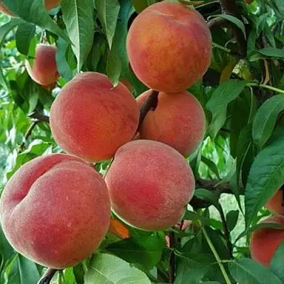 Персик САНКРЕСТ  Персик САНКРЕСТ в Костроме
