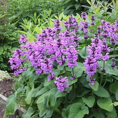 Буквица крупноцветковая в Костроме