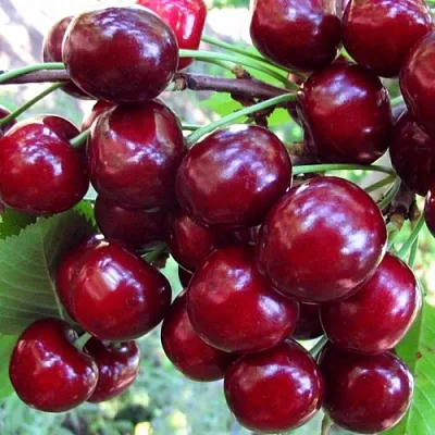 Вишня ЖУКОВСКАЯ  Вишня ЖУКОВСКАЯ в Костроме