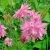 Аквилегия БАРЛОУ ПИНК гибрид МакКаны — описание сорта Аквилегия БАРЛОУ ПИНК гибрид МакКаны в Костроме