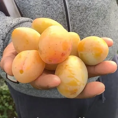 Слива ЯХОНТОВАЯ в Костроме