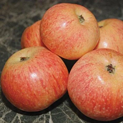 Яблоня КОНФЕТНОЕ  Яблоня КОНФЕТНОЕ в Костроме