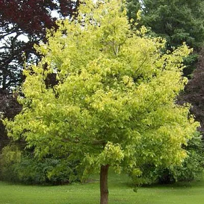 Клен ясенелистный  Клен ясенелистный в Костроме