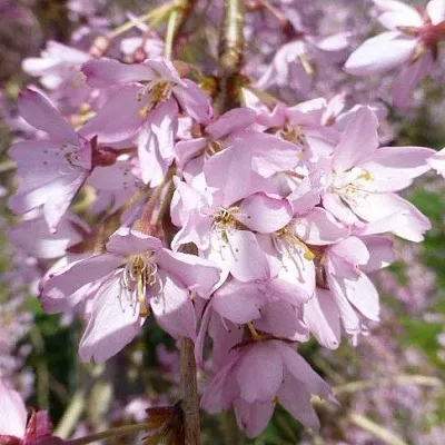 Сакура ПЕНДУЛА РУБРА  Сакура ПЕНДУЛА РУБРА в Костроме