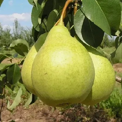 Груша МЕДОВАЯ колонновидная  Груша Медовая Колонновидная в Костроме
