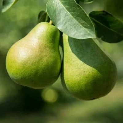 Груша Г-1 колонновидная  Груша Г-1 колонновидная в Костроме