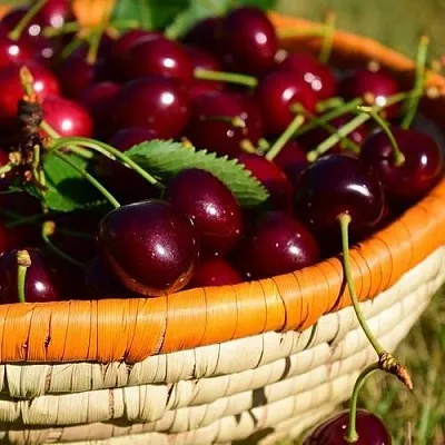 Вишня НЕСВИЖСКАЯ  Вишня НЕСВИЖСКАЯ в Костроме