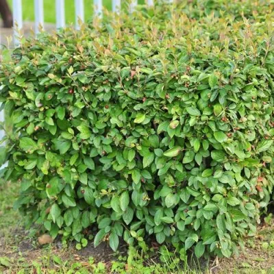 Кизильник блестящий в Костроме