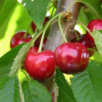 Черешня 15-26-5  Черешня 15-26-5 в Костроме