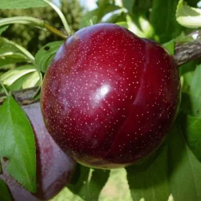 ШАРАФУГА  ШАРАФУГА в Костроме