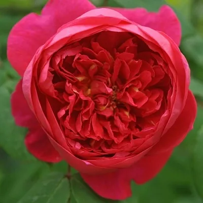 Саженцы роз БЕНДЖАМИН БРИТТЕН шраб  Саженцы роз БЕНДЖАМИН БРИТТЕН шраб в Костроме