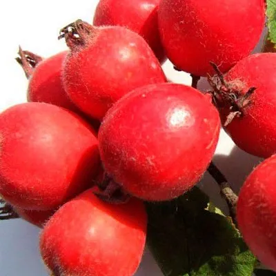 Боярышник в Костроме