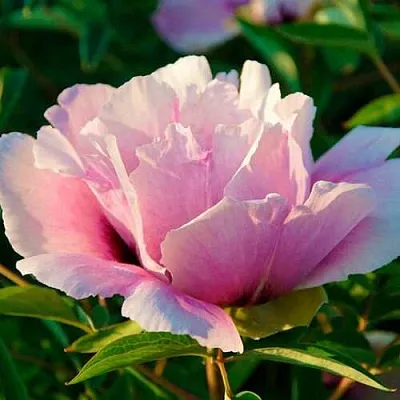 Пион ВРАТА ХРАМА древовидный   Пион ВРАТА ХРАМА древовидный  в Костроме