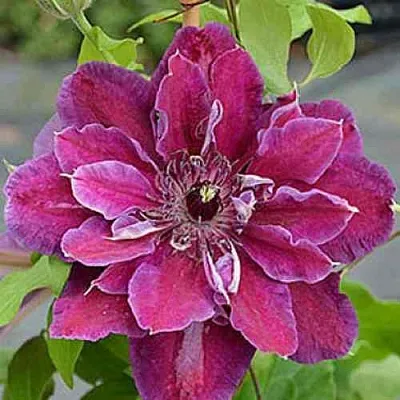 Клематис МАЙ БЬЮТИ  Клематис МАЙ БЬЮТИ в Костроме