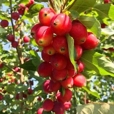 Яблоня КИТАЙКА ДОЛГО декоративная в Костроме