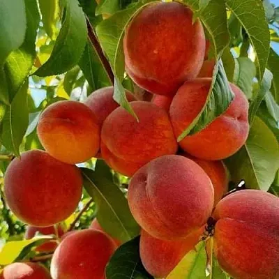 Персик ПОСОЛ МИРА  Персик ПОСОЛ МИРА в Костроме