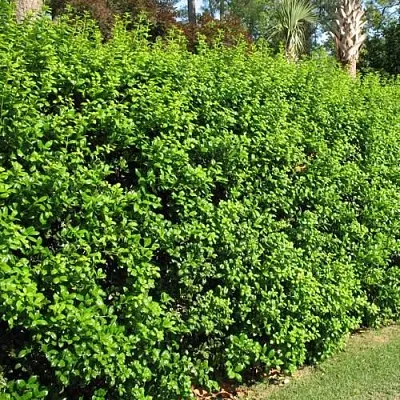 Живая изгородь в Костроме