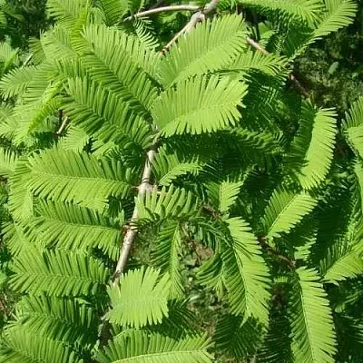 Метасеквойя  ГЛИПТОСТРОБОИДНАЯ   Метасеквойя  ГЛИПТОСТРОБОИДНАЯ  в Костроме