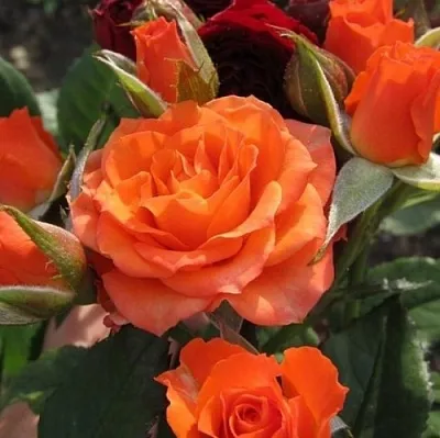 Саженцы роз АЛЕГРИЯ спрей  Саженцы роз АЛЕГРИЯ спрей в Костроме