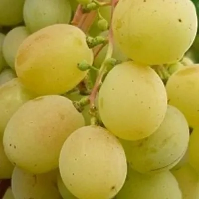 Виноград ТАЛИСМАН в Костроме