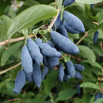 Жимолость съедобная ТОМИ японская  Жимолость съедобная ТОМИ японская в Костроме