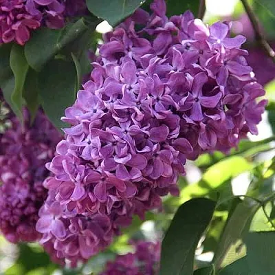 Сирень КАПИТАН ГАСТЕЛЛО  Сирень КАПИТАН ГАСТЕЛЛО в Костроме