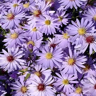 Астра БЛЮ ХЕВЕН сердцелистная в Костроме