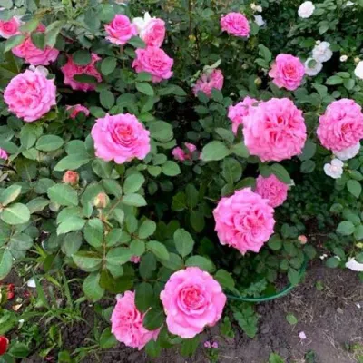 Саженцы роз ЭШЛИ чайно-гибридная — описание сорта Саженцы роз ЭШЛИ чайно-гибридная в Костроме