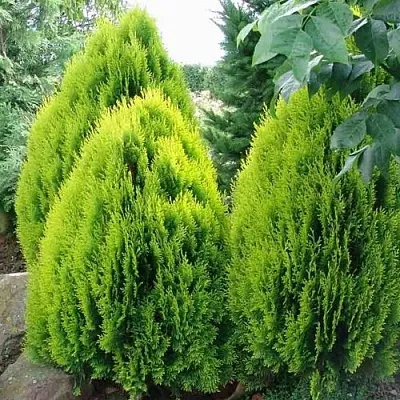 Туя восточная в Костроме