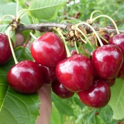 Вишня КОЛОННОВИДНАЯ  Вишня КОЛОННОВИДНАЯ в Костроме