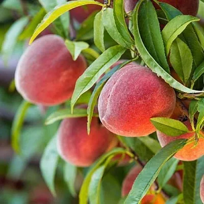 Персик РЭД ХЕВЕН  Персик РЭД ХЕВЕН в Костроме