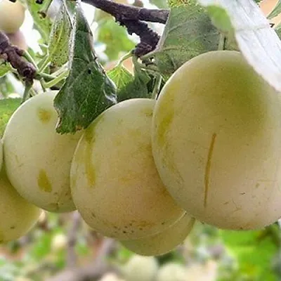 Слива УТРО в Костроме