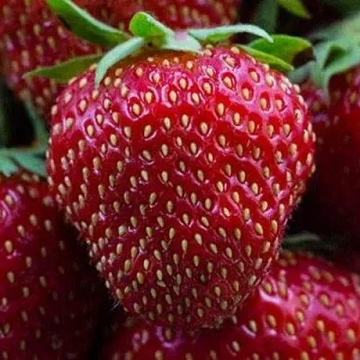 Клубника НАНДИ в Костроме