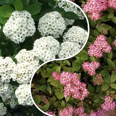 Комплект ТАЛАНТЛИВЫЙ САДОВОД в Костроме