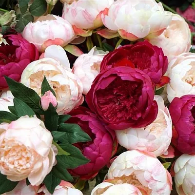 Пионы в Костроме