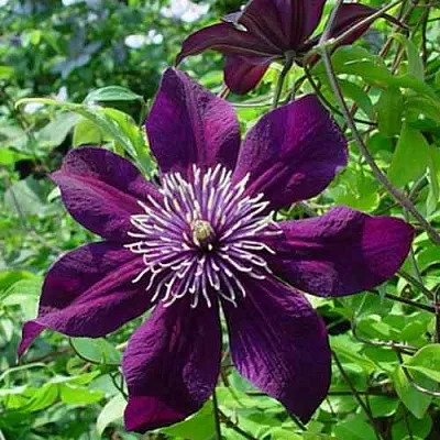 Клематис ПАНТЕР  Клематис ПАНТЕР в Костроме