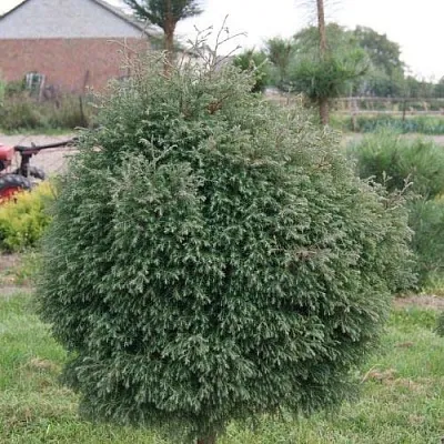 Туя вересковидная  Туя вересковидная в Костроме