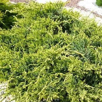 Можжевельник ГОЛД СТАР средний в Костроме