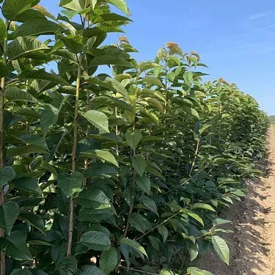 Саженцы оптом в Костроме