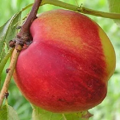 Нектарин СТАРК РЕД ГОЛД  Нектарин СТАРК РЕД ГОЛД в Костроме