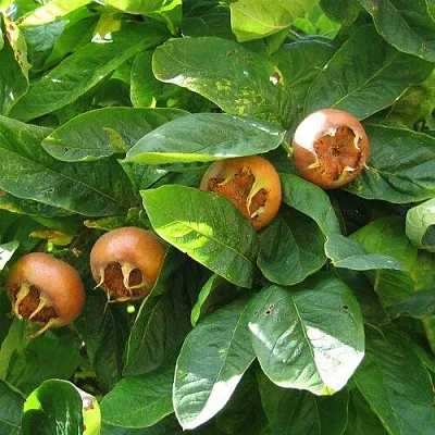 Экзотические растения в Костроме