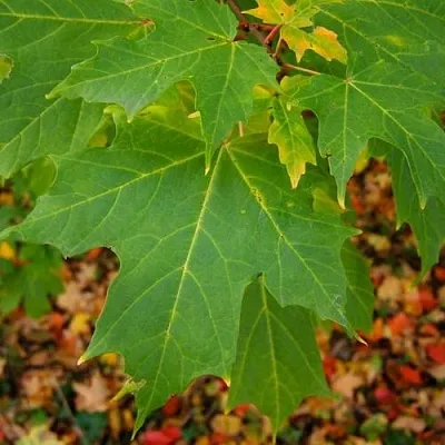 Клен сахарный  Клен сахарный в Костроме