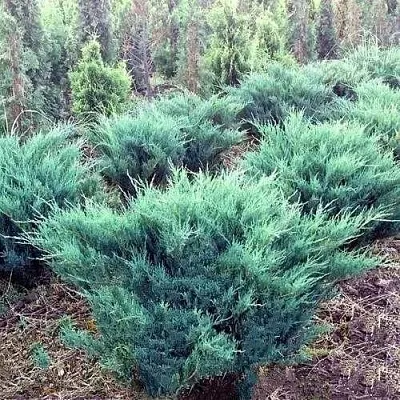 Можжевельник БЛЮ ДАНУБ казацкий  Можжевельник БЛЮ ДАНУБ казацкий в Костроме