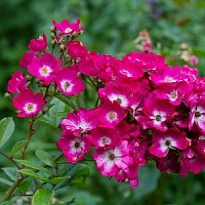 Саженцы роз МАРДЖОРИ ФЕЙР полиантовая  Саженцы роз МАРДЖОРИ ФЕЙР полиантовая в Костроме