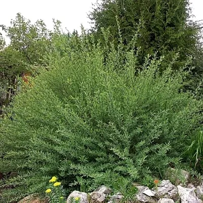 Ива НАНА  пурпурная   Ива НАНА  пурпурная  в Костроме