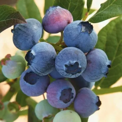 Голубика ОСОРНО — описание сорта Голубика ОСОРНО в Костроме