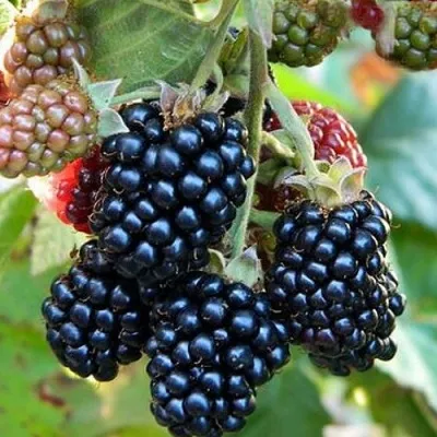 Ежевика ОУАЧИТА бесшипная — описание сорта Ежевика ОУАЧИТА бесшипная в Костроме