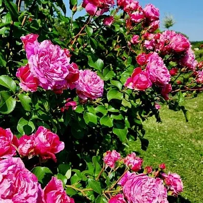 Саженцы роз ИНЕС САСТР плетистая  Саженцы роз ИНЕС САСТР плетистая в Костроме