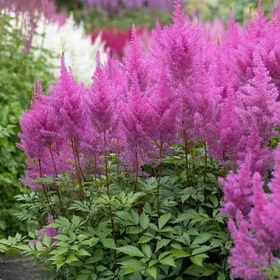 Астильба АМЕТИСТ Арендса в Костроме