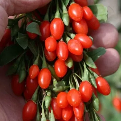 Годжи КОРЕАН БИГ — описание сорта Годжи КОРЕАН БИГ в Костроме